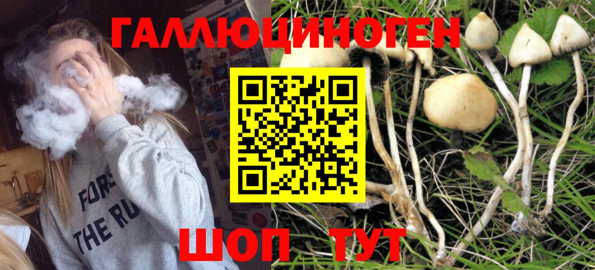 Галлюциногенные грибы Psilocybe Жигулёвск